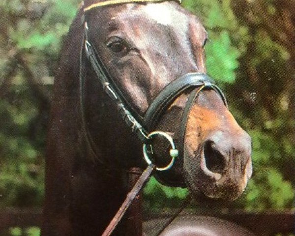 stallion Liebestraum (Trakehner, 1993, from Saint Cloud)