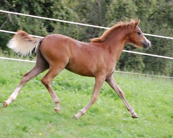 dressage horse Shayenne von Regentquelle (Welsh-Pony (Section B), 2011, from Frankenhoeh's Prince Royal)