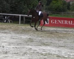 jumper Rockanjo (Westphalian, 2000, from Rockwell)