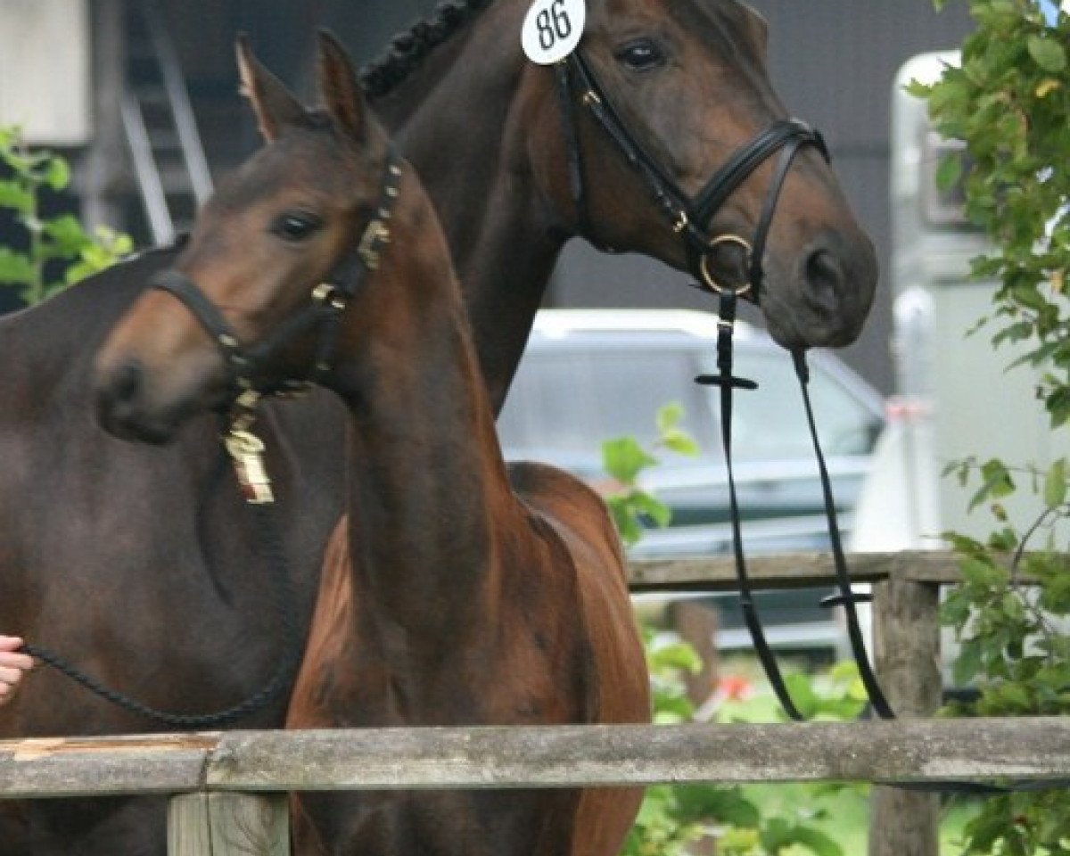 broodmare Fleur de Lys (Westphalian, 1998, from Florestan I)