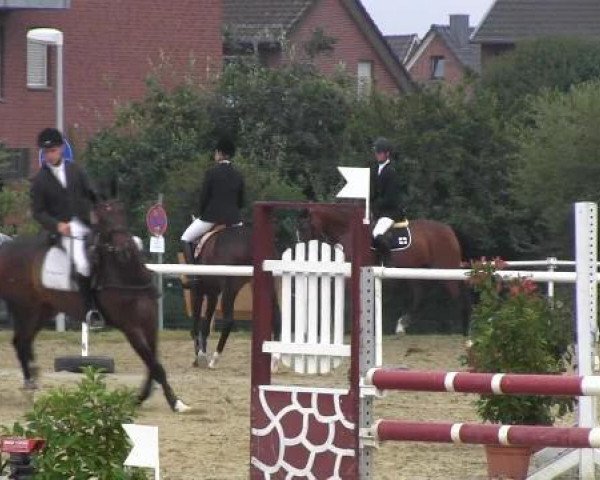 Dressurpferd Calimero 575 (Westfale, 2007, von Cornet Fever)