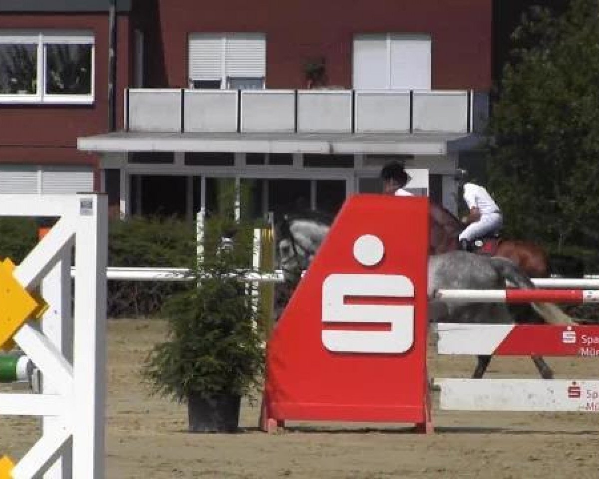 jumper Constantin 79 (Holsteiner, 2006, from Corrado I)