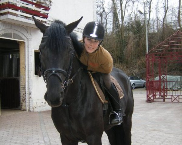 Deckhengst Union Jack (Trakehner, 2003, von Louidor) Deckhengst Union Jack (Trakehner, 2003, von Louidor)