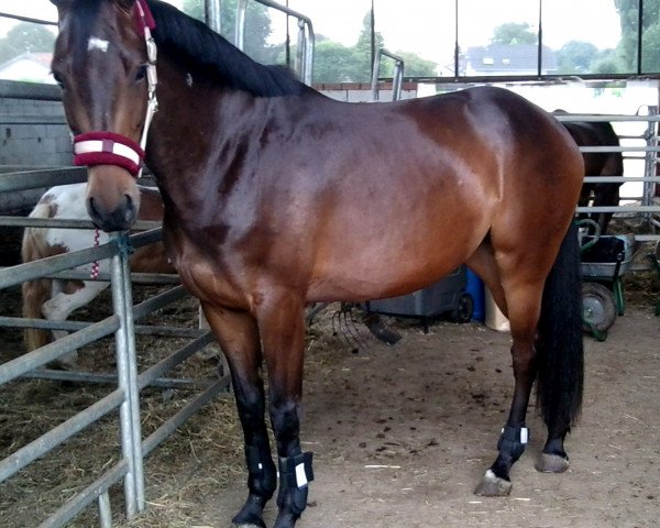 Pferd Caramia (Holsteiner, 2009, von Com Air I)