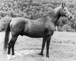 stallion Halef 1937 ox (Arabian purebred, 1937, from Enwer Bey 1923 ox)