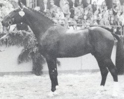 stallion Cordeur (Holsteiner, 1984, from Cor de la Bryère)