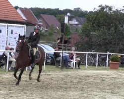 jumper Fidelja M. (Westphalian, 2005, from Florencio I)