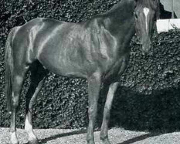 stallion Duc de Thurin (Selle Français, 1969, from Rantzau xx)