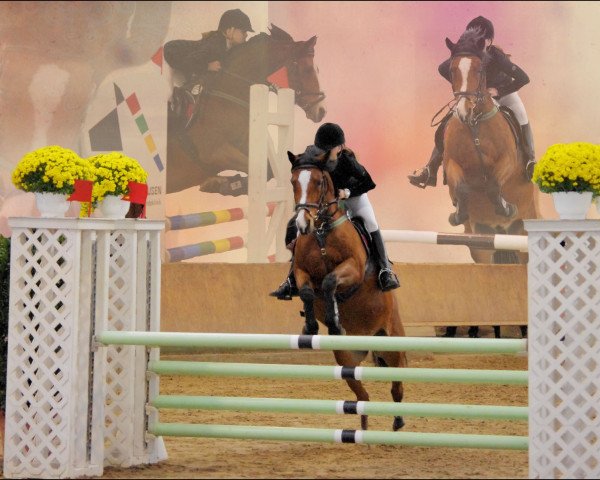 jumper Namur 32 (German Riding Pony, 1997, from Nantano)