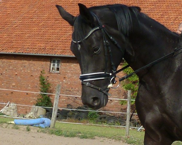 horse Sedona D (Hanoverian, 2009, from Sancisco) horse Sedona D (Hanoverian, 2009, from Sancisco)
