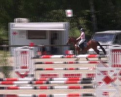 broodmare Morgenstern (Alt-Oldenburger / Ostfriesen, 2007)