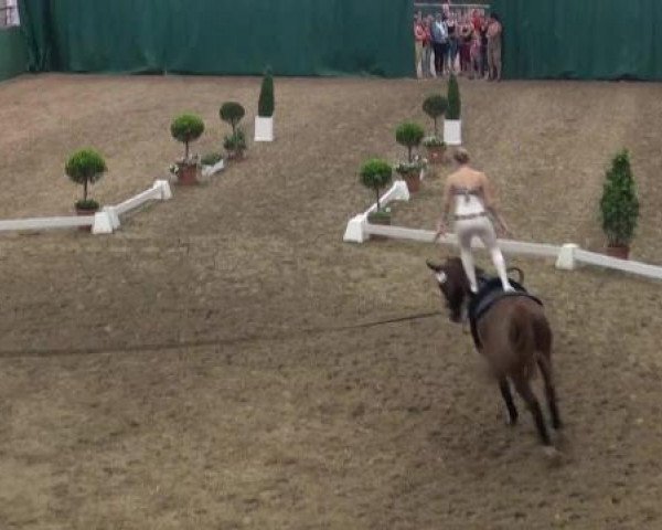 jumper Fabaloo (Westphalian, 2005, from Fillis)