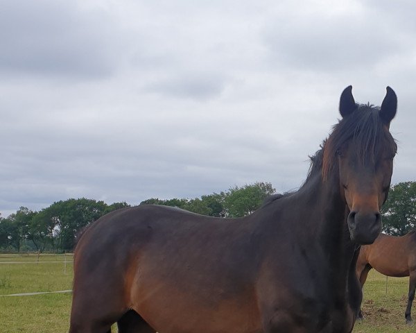 horse Air Brush (Oldenburg, 2019, from Air King)