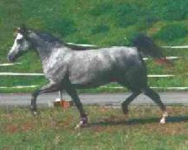 broodmare Breeton Synn (Welsh-Pony (Section B), 1997, from Breeton Bric) broodmare Breeton Synn (Welsh-Pony (Section B), 1997, from Breeton Bric)