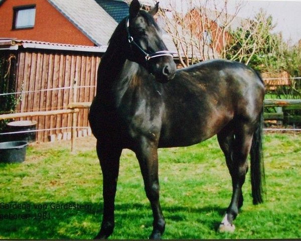 broodmare Gardena (Hanoverian, 1981, from Gardestern I)