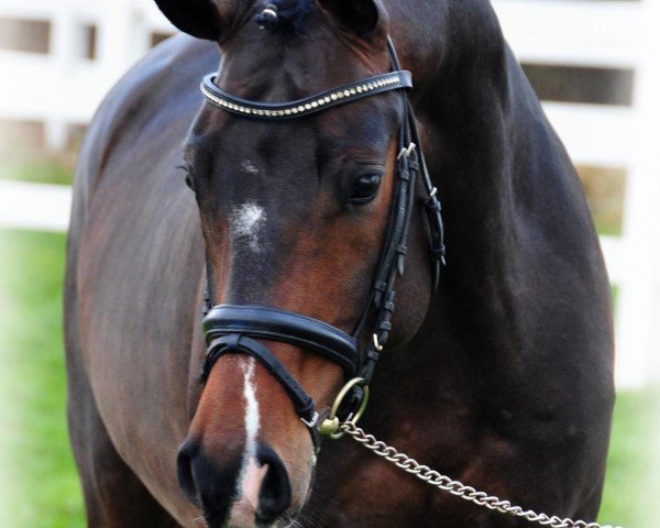 stallion Sir Hayfield (Hanoverian, 2007, from Sir Donnerhall I) stallion Sir Hayfield (Hanoverian, 2007, from Sir Donnerhall I)