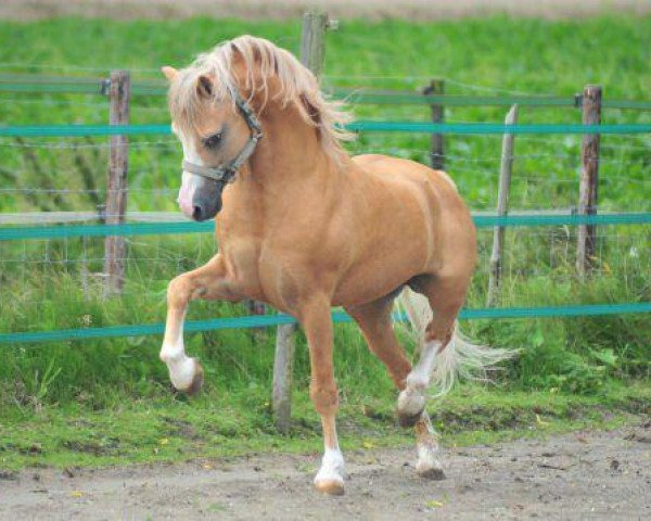stallion Bryn Storm (Welsh mountain pony (SEK.A), 1987, from Ableton Flame) stallion Bryn Storm (Welsh mountain pony (SEK.A), 1987, from Ableton Flame)