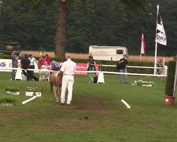 dressage horse Chiara (German Classic Pony, 2009, from Cheg Kim's Pure Class)