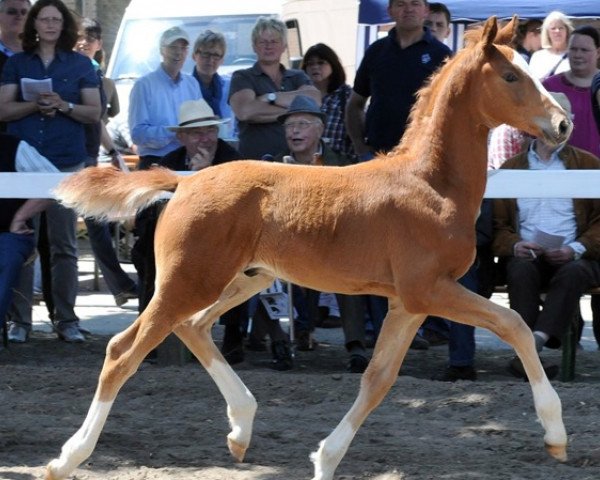 horse Start the Game (Westphalian, 2012, from Sir Heinrich OLD)