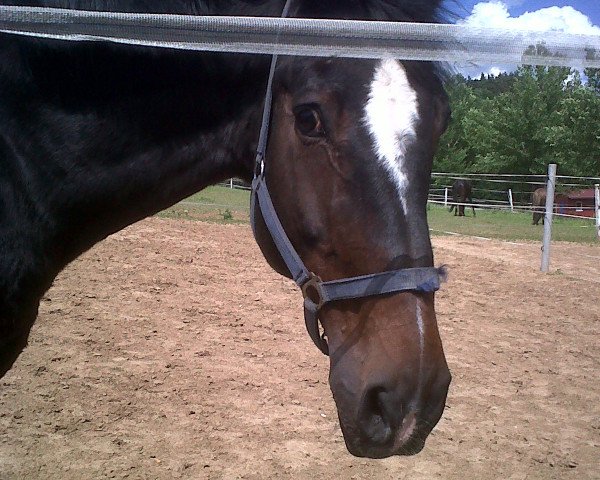 horse Durella One (Hanoverian, 1992, from Rebel Z I) horse Durella One (Hanoverian, 1992, from Rebel Z I)