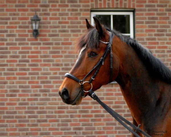 Dressurpferd Härry (Westfale, 2004, von Harry)