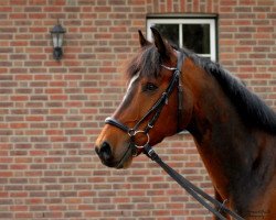 dressage horse Härry (Westphalian, 2004, from Harry)
