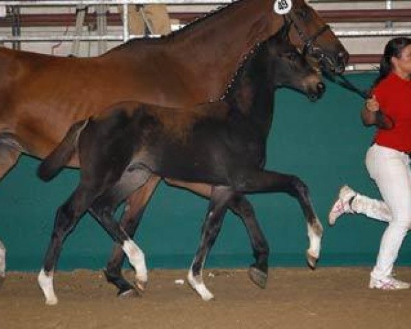 dressage horse The Boss (Rhinelander, 2012, from Boston)