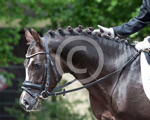 dressage horse Obama 3 (German Riding Pony, 2004, from Othello) dressage horse Obama 3 (German Riding Pony, 2004, from Othello)