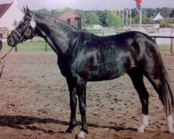 horse Olymp (Trakehner, 1997, from Liebestraum)