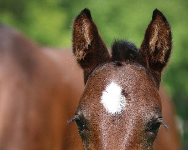 Pferd Vivalda (Hannoveraner, 2022, von Vivaldon) Pferd Vivalda (Hannoveraner, 2022, von Vivaldon)