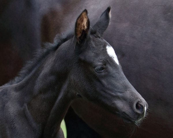 Pferd Bon black fairy (Hannoveraner, 2022, von Bon Courage 4)