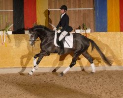 stallion Herzglanz (Trakehner, 2004, from Schiffon)