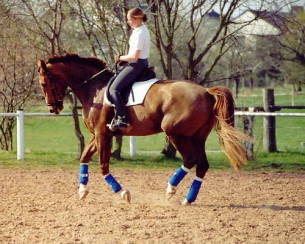 broodmare Prisma 25 (Westphalian, 1993, from Pluspunkt)