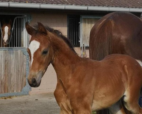 stallion Ferdinand (Rhinelander, 2022, from Flashbang)
