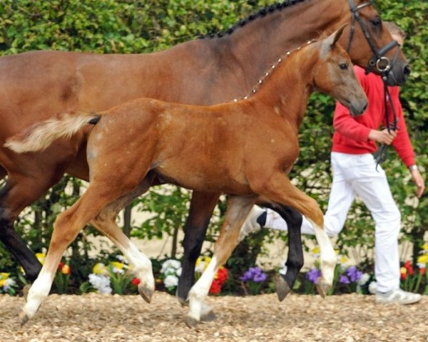 Pferd Cremilda (Westfale, 2012, von Cathanos)