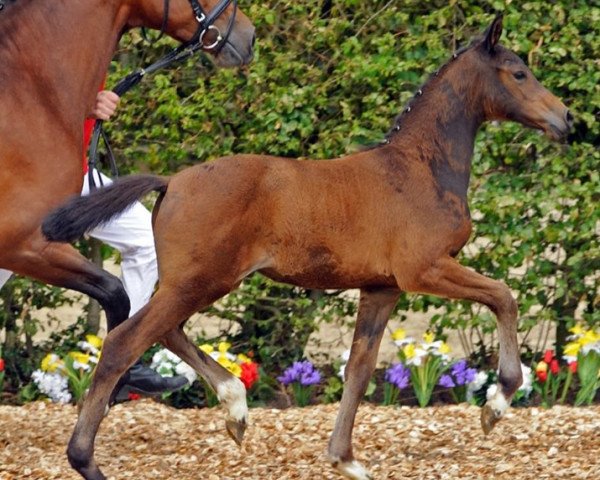 jumper Commodore (Westphalian, 2012, from Comme il Faut)
