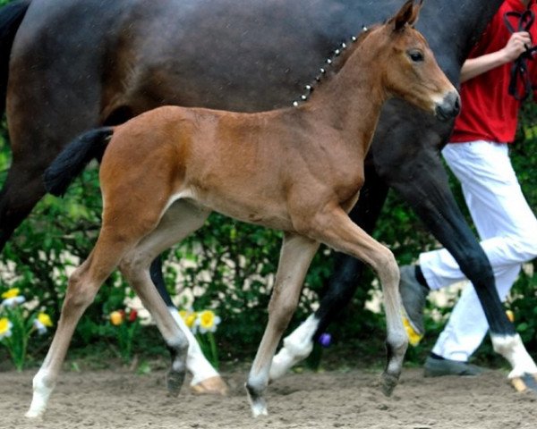 Pferd Divita Royal (Rheinländer, 2012, von Delatio)