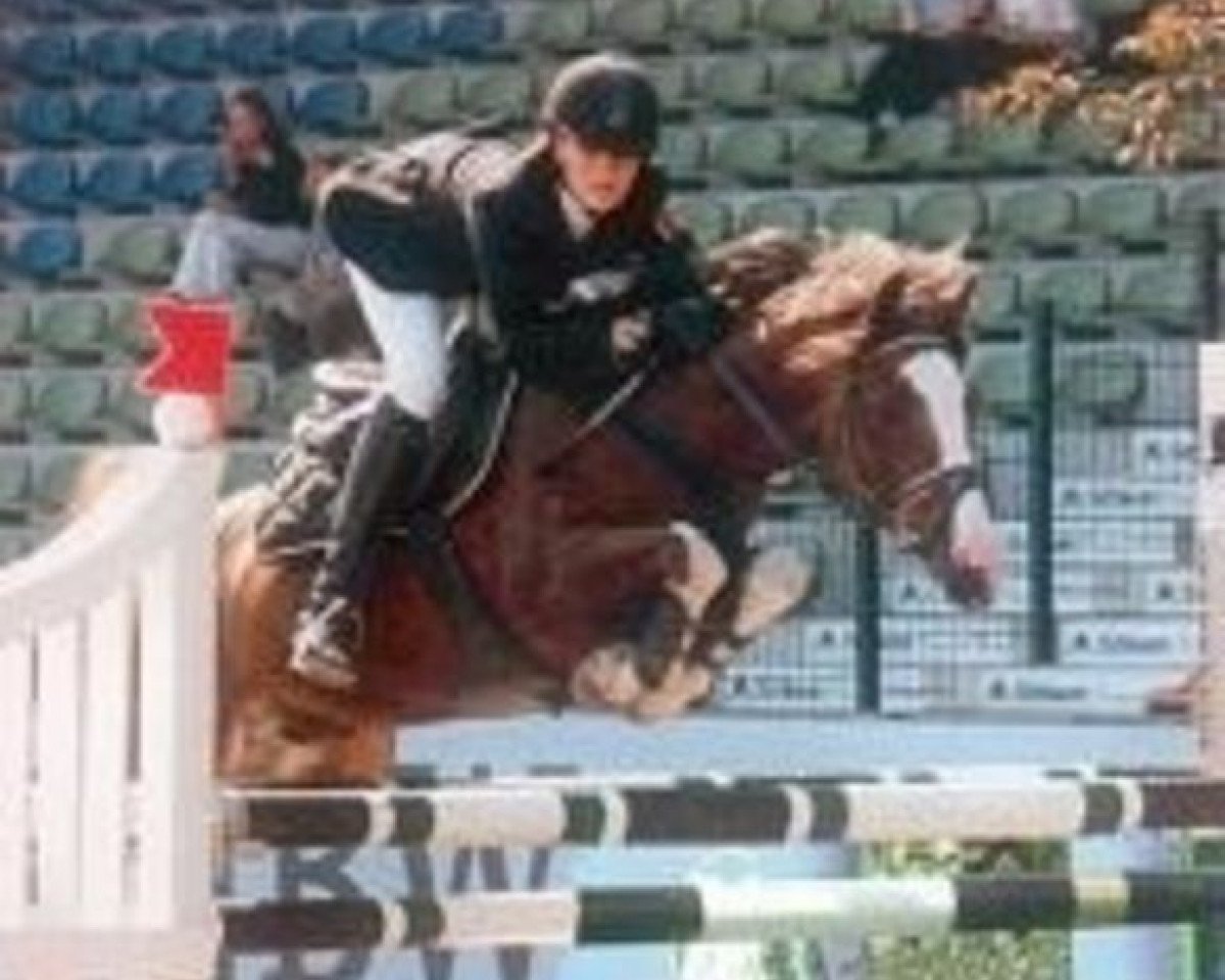 Deckhengst Douglas (Deutsches Reitpony, 1991, von Dublino)
