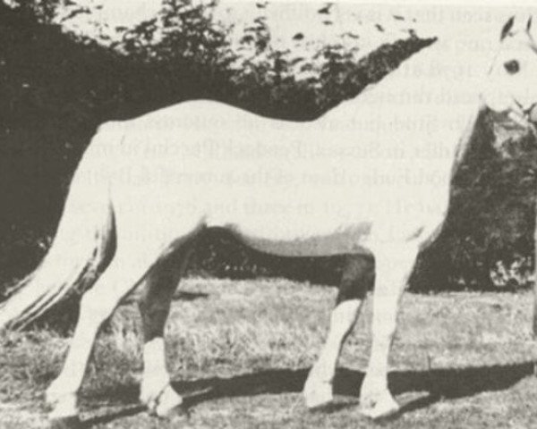 stallion Coed Coch Seryddwr (Welsh mountain pony (SEK.A), 1943, from Coed Coch Glyndwr) stallion Coed Coch Seryddwr (Welsh mountain pony (SEK.A), 1943, from Coed Coch Glyndwr)
