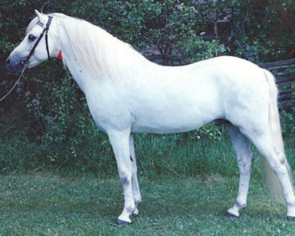 stallion Coed Coch Targed (Welsh-Pony (Section B), 1969, from Coed Coch Salsbri)