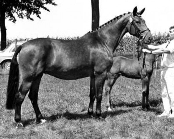 broodmare Bonjorna (KWPN (Royal Dutch Sporthorse), 1983, from Ramiro Z)