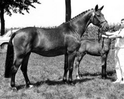 broodmare Bonjorna (KWPN (Royal Dutch Sporthorse), 1983, from Ramiro Z)