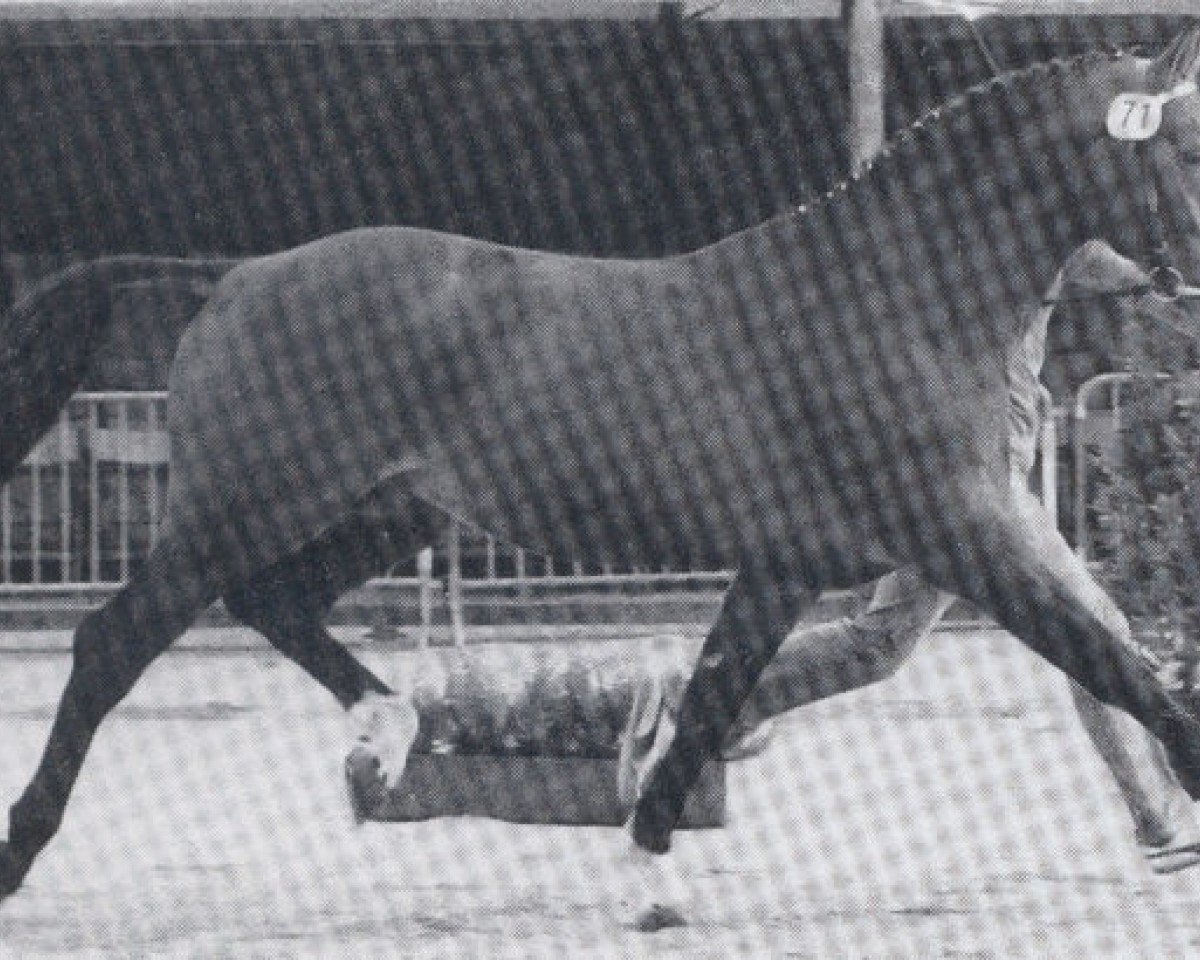 stallion Weltglanz (Hanoverian, 1976, from Wedekind)