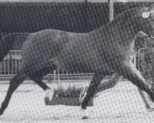 stallion Weltglanz (Hanoverian, 1976, from Wedekind)