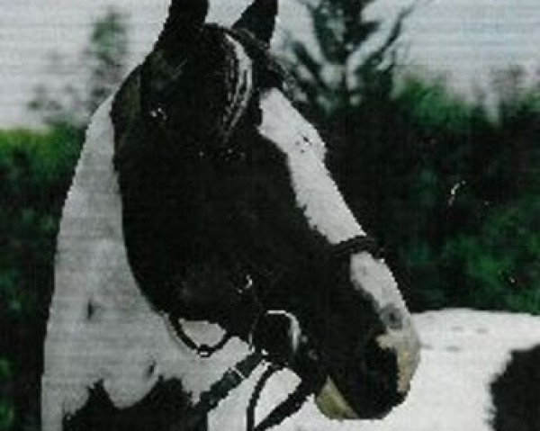 stallion Astek (Polish Warmblood, 1987, from Alarm)