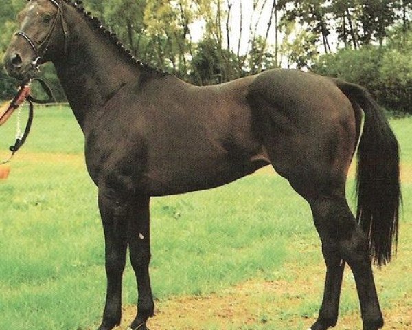 Deckhengst Calmiro (Oldenburger, 1989, von Contender)