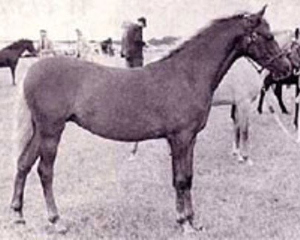 broodmare Clyphada Periwinkle (Welsh-Pony (Section B), 1964, from Solway Master Bronze)