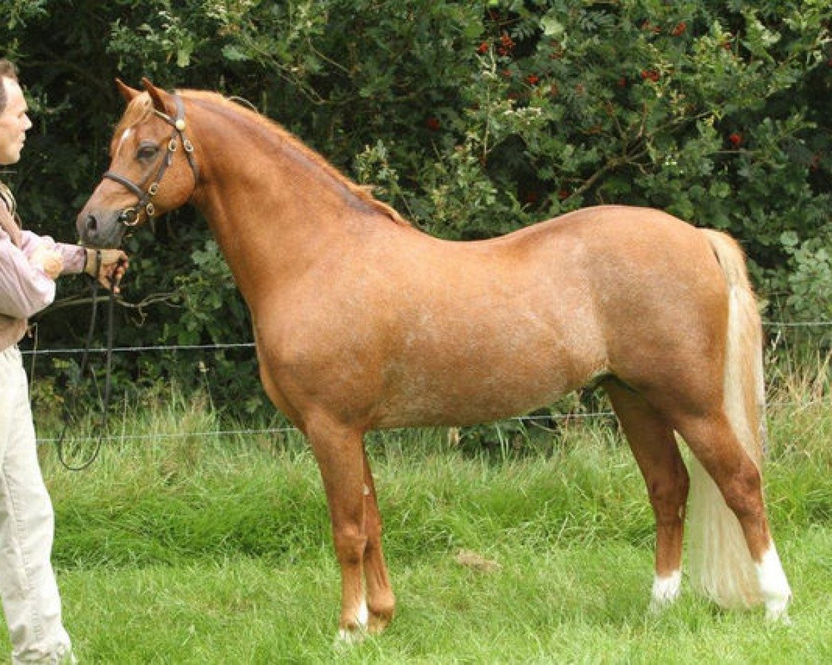 stallion Wildzang's Socrates (Welsh-Pony (Section B), 2004, from Den Bramel's Bucco)