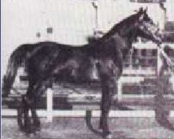 stallion El Zafir RAS (Arabian purebred, 1930, from Awad 1918 RAS)