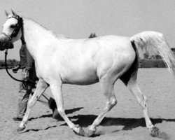 broodmare Abla RAS (Arabian purebred, 1936, from El Zafir RAS)